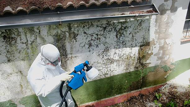 Trusted Mold Testing service in Bridgeport, TX - Cheap Mold Removal